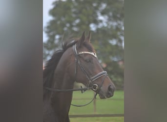 Sonstige Rassen, Stute, 7 Jahre, 167 cm, Schwarzbrauner