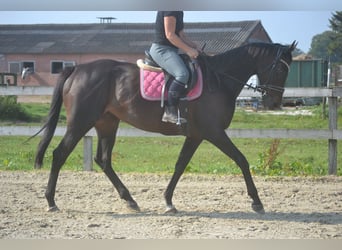 Sonstige Rassen, Stute, 7 Jahre, 167 cm, Schwarzbrauner