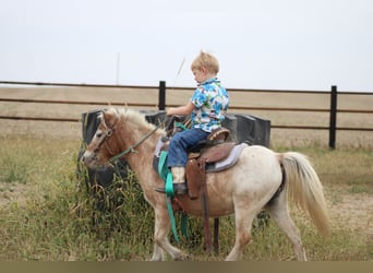 Sonstige Rassen, Stute, 7 Jahre, 91 cm