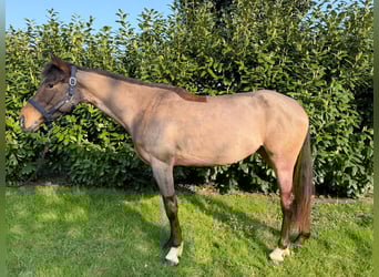 Sonstige Rassen, Stute, 7 Jahre, Brauner