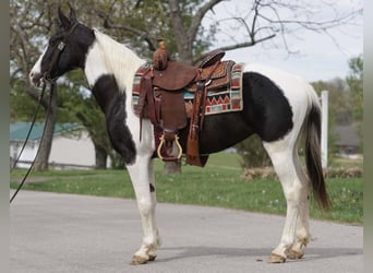 Sonstige Rassen, Stute, 8 Jahre, 142 cm, Schecke