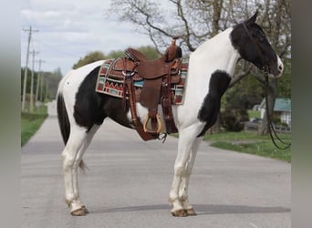 Sonstige Rassen, Stute, 8 Jahre, 142 cm, Schecke