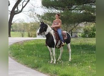 Sonstige Rassen, Stute, 8 Jahre, 142 cm, Schecke