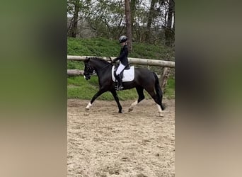 Sonstige Rassen Mix, Stute, 8 Jahre, 143 cm, Rappe