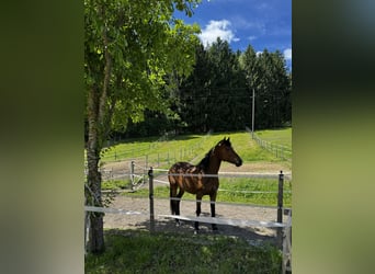 Sonstige Rassen Mix, Stute, 8 Jahre, 147 cm, Brauner