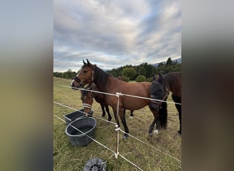 Sonstige Rassen Mix, Stute, 8 Jahre, 147 cm, Brauner