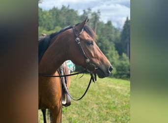 Sonstige Rassen Mix, Stute, 8 Jahre, 147 cm, Brauner