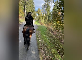 Sonstige Rassen Mix, Stute, 8 Jahre, 147 cm, Brauner