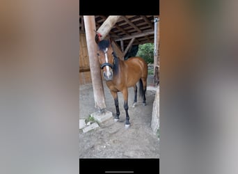 Sonstige Rassen Mix, Stute, 8 Jahre, 147 cm, Brauner