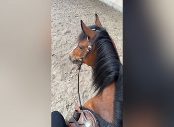 Sonstige Rassen Mix, Stute, 8 Jahre, 147 cm, Brauner