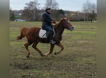 Sonstige Rassen, Stute, 8 Jahre, 147 cm