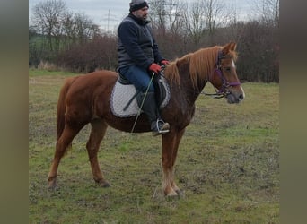 Sonstige Rassen, Stute, 8 Jahre, 147 cm