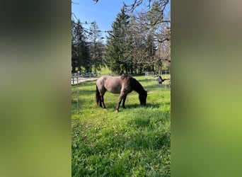 Sonstige Rassen Mix, Stute, 8 Jahre, 147 cm
