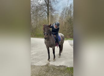 Sonstige Rassen Mix, Stute, 8 Jahre, 147 cm