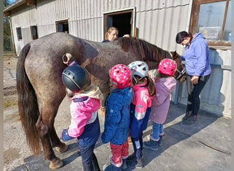 Sonstige Rassen Mix, Stute, 8 Jahre, 147 cm