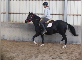 Sonstige Rassen, Stute, 8 Jahre, 148 cm, Rappe