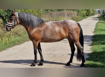 Sonstige Rassen, Stute, 8 Jahre, 148 cm, Roan-Bay