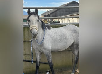 Sonstige Rassen, Stute, 8 Jahre, 148 cm, Schimmel