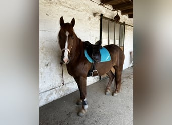 Sonstige Rassen Mix, Stute, 8 Jahre, 150 cm, Fuchs