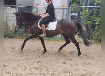 Sonstige Rassen, Stute, 8 Jahre, 152 cm, Brauner