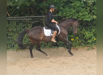Sonstige Rassen, Stute, 8 Jahre, 152 cm, Brauner