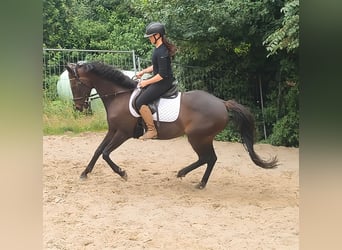 Sonstige Rassen, Stute, 8 Jahre, 152 cm, Brauner