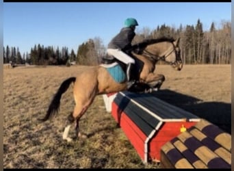 Sonstige Rassen Mix, Stute, 8 Jahre, 152 cm, Falbe