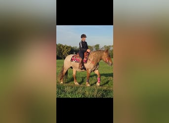 Sonstige Rassen Mix, Stute, 8 Jahre, 153 cm, Roan-Red