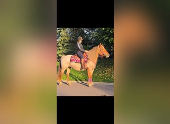 Sonstige Rassen Mix, Stute, 8 Jahre, 153 cm, Roan-Red