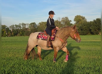 Sonstige Rassen Mix, Stute, 8 Jahre, 153 cm, Roan-Red