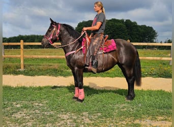 Sonstige Rassen, Stute, 8 Jahre, 154 cm, Rappe