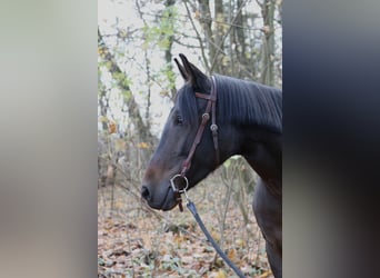 Sonstige Rassen, Stute, 8 Jahre, 155 cm, Brauner