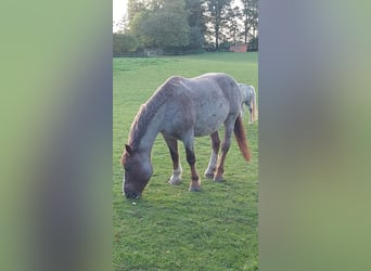 Sonstige Rassen Mix, Stute, 8 Jahre, 155 cm, Fuchs