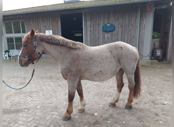 Sonstige Rassen Mix, Stute, 8 Jahre, 155 cm, Fuchs