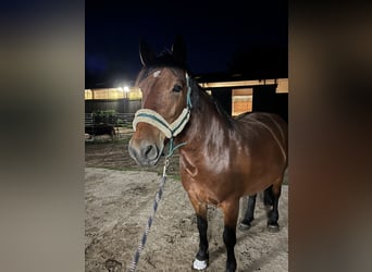 Sonstige Rassen, Stute, 8 Jahre, 157 cm, Brauner