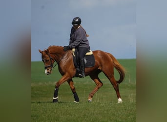 Sonstige Rassen, Stute, 8 Jahre, 157 cm, Fuchs