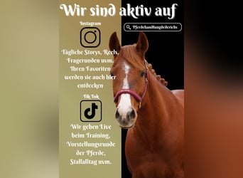 Sonstige Rassen, Stute, 8 Jahre, 157 cm, Fuchs