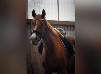 Sonstige Rassen, Stute, 8 Jahre, 158 cm, Fuchs