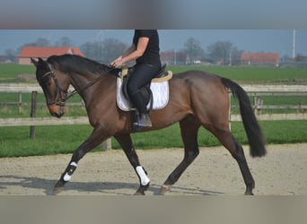 Sonstige Rassen, Stute, 8 Jahre, 160 cm, Brauner