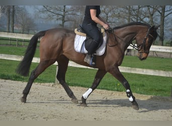 Sonstige Rassen, Stute, 8 Jahre, 160 cm, Brauner