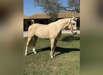 Sonstige Rassen, Stute, 8 Jahre, 160 cm, Palomino