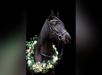 Sonstige Rassen, Stute, 8 Jahre, 160 cm, Rappe