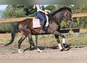 Sonstige Rassen, Stute, 8 Jahre, 162 cm, Dunkelbrauner