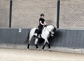 Sonstige Rassen, Stute, 8 Jahre, 164 cm, Fliegenschimmel