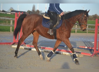 Sonstige Rassen, Stute, 8 Jahre, 165 cm, Brauner