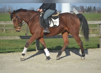 Sonstige Rassen, Stute, 8 Jahre, 165 cm, Brauner