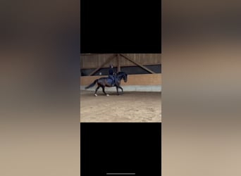 Sonstige Rassen, Stute, 8 Jahre, 165 cm, Brauner