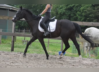 Sonstige Rassen, Stute, 8 Jahre, 165 cm, Rappe
