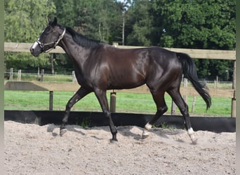 Sonstige Rassen, Stute, 8 Jahre, 165 cm, Rappe