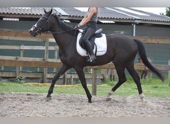 Sonstige Rassen, Stute, 8 Jahre, 165 cm, Rappe
